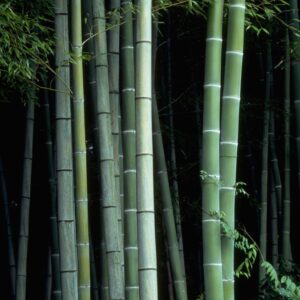Shutterstock_9915283 (Bamboo Grove)
