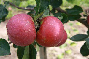 ORGANIC CHEWY APPLE CHIPS