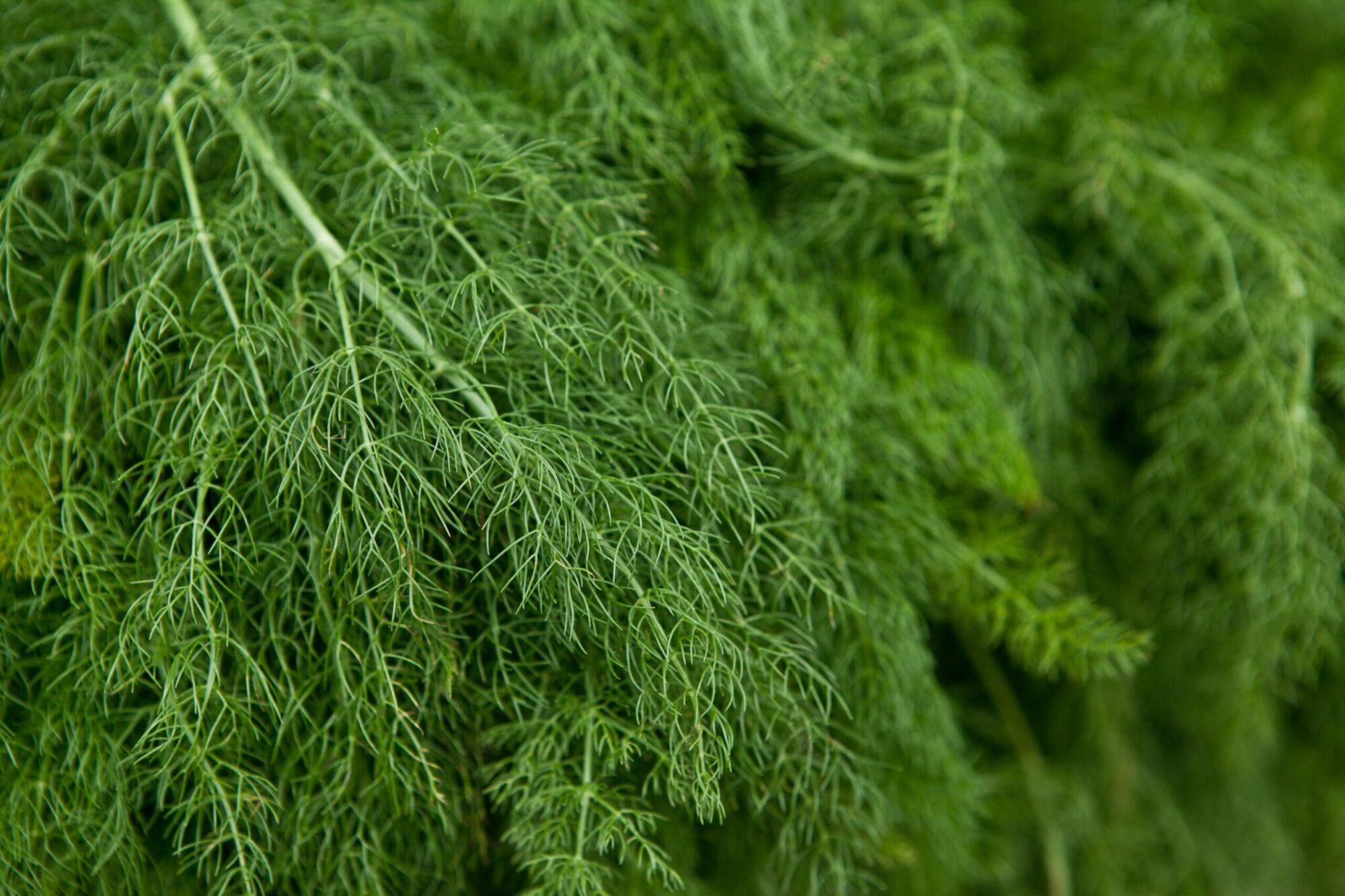foods like dill are good for kidney support