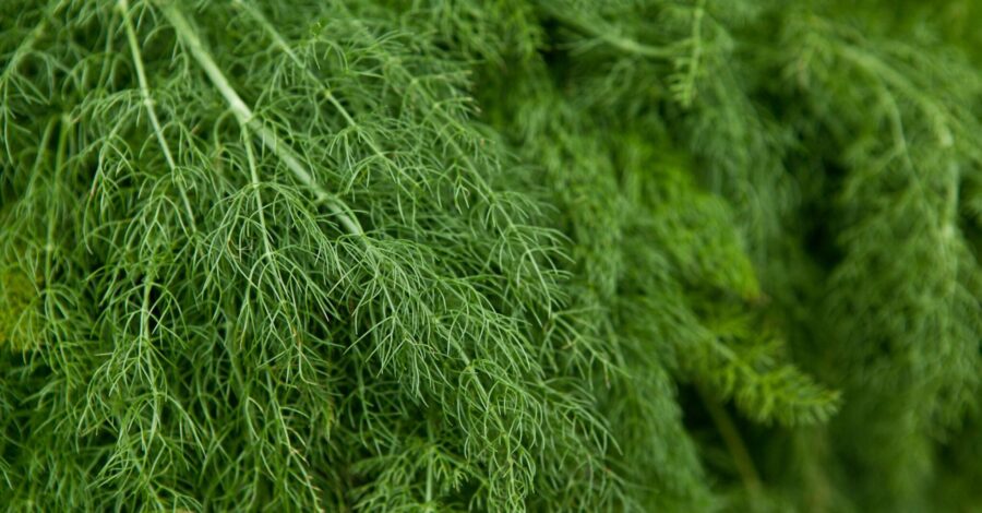 BEANS AND DILL BOWL