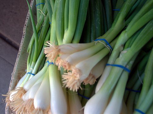 SCALLION HEALING PASTE