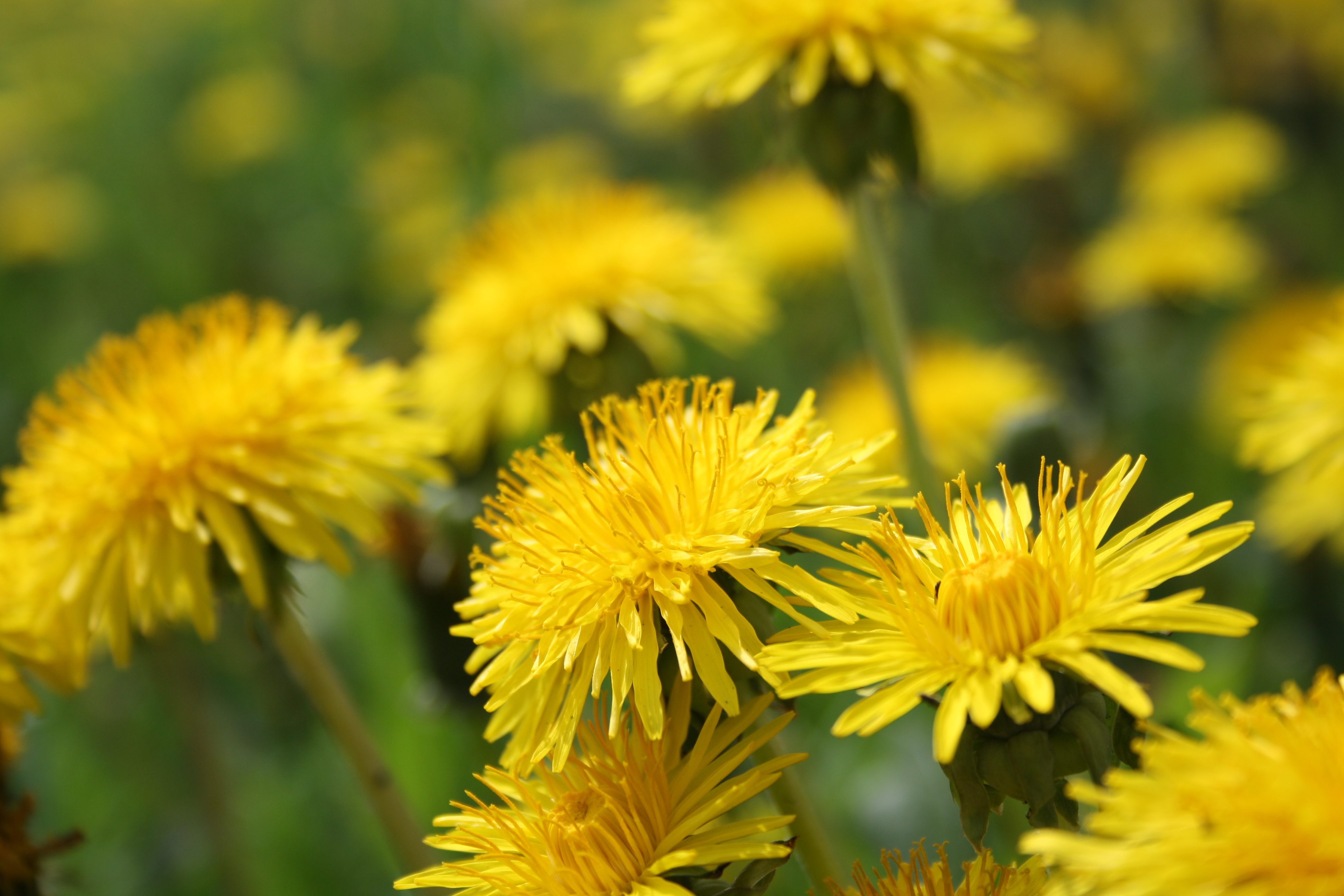 Image result for dandelions