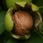 Walnuts—A Western and Eastern Superfood