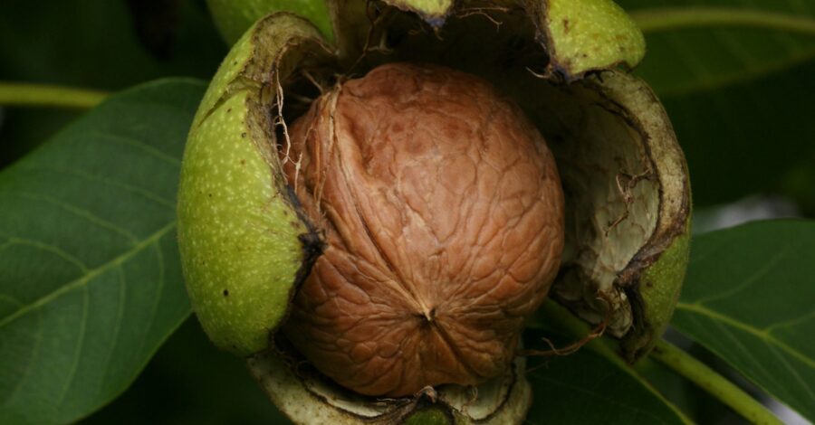 Walnuts—A Western and Eastern Superfood