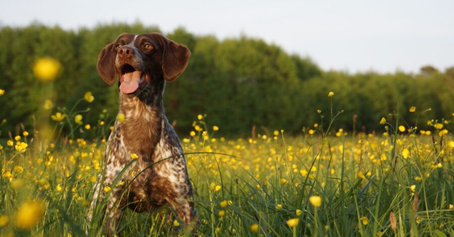 Can Your Pet Benefit from Acupuncture?