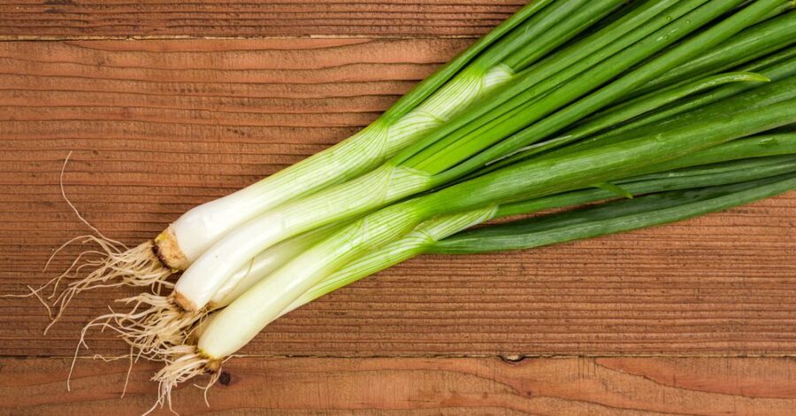 Scallion Power!