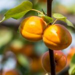 Apricots: Super Healing Fruits