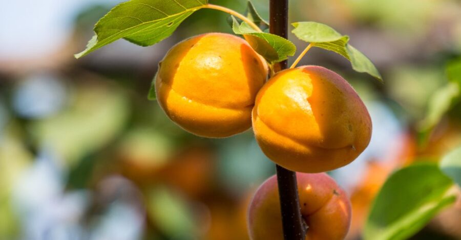 Apricots: Super Healing Fruits