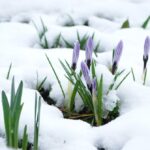 Life Lessons from an Early Spring Snowfall
