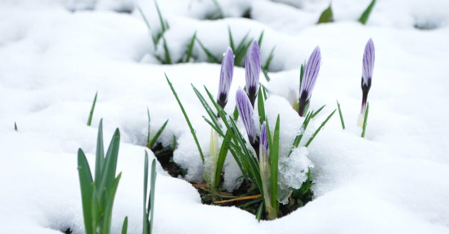 Life Lessons from an Early Spring Snowfall