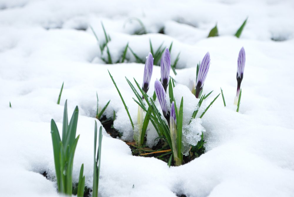 Life Lessons From An Early Spring Snowfall Tcm World