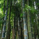 Life Lessons from Bamboo