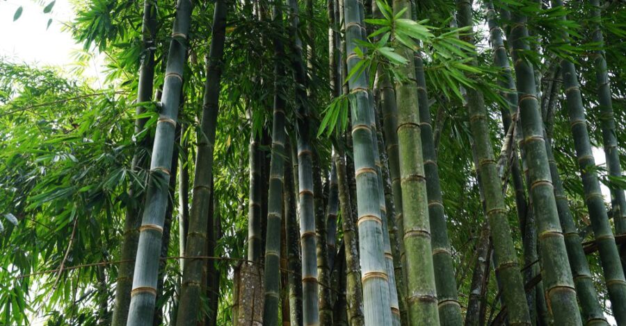 Life Lessons from Bamboo