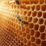The Healing Power of Honey
