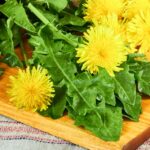 Energetic Properties of Foods: Dandelion