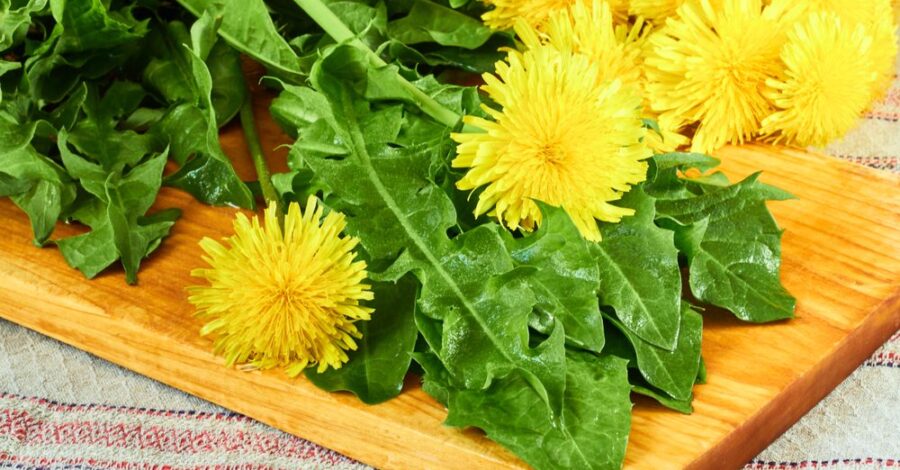 Energetic Properties of Foods: Dandelion