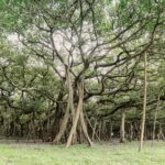 Nature Knows: The Great Banyan Tree