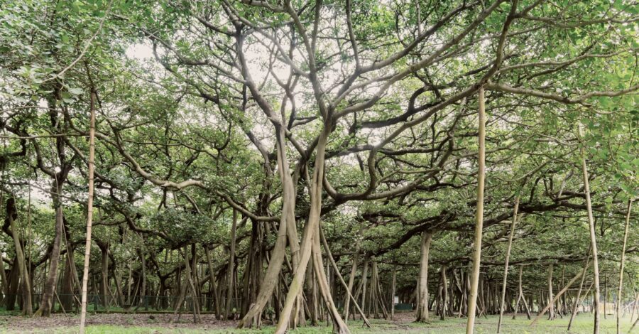 Nature Knows: The Great Banyan Tree
