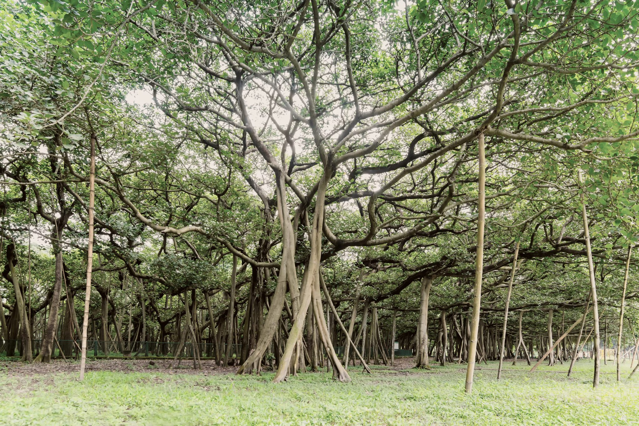 omg-facts-great-baniyan-tree-द ग्रेट बनियान ट्री
