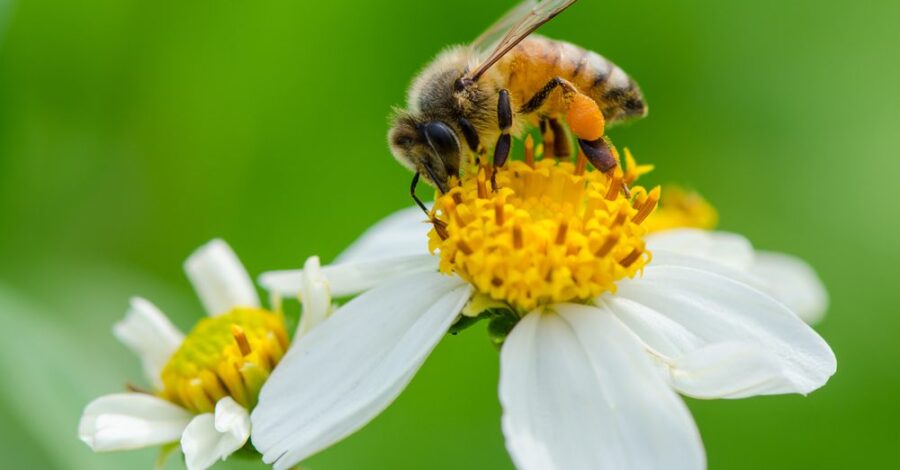 What’s the Buzz on Bee Pollen?