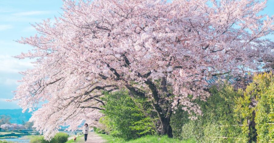 Becoming Nature’s Mirror in Spring