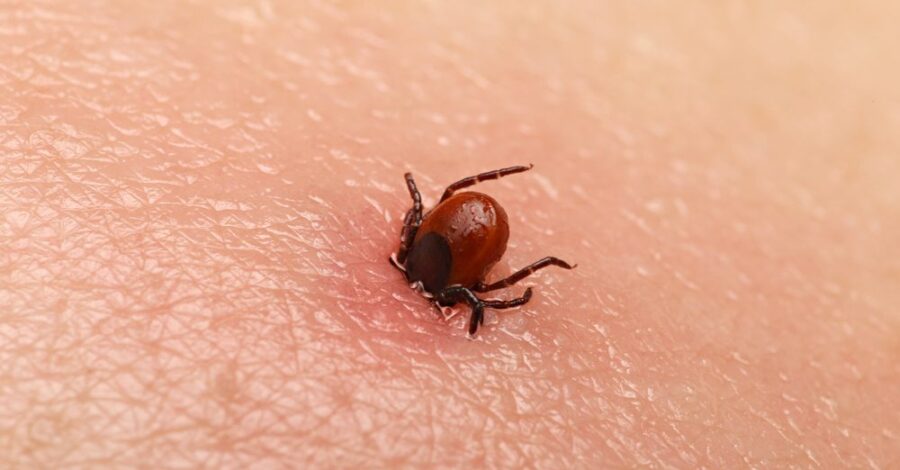 Complementary Lyme Disease Treatment