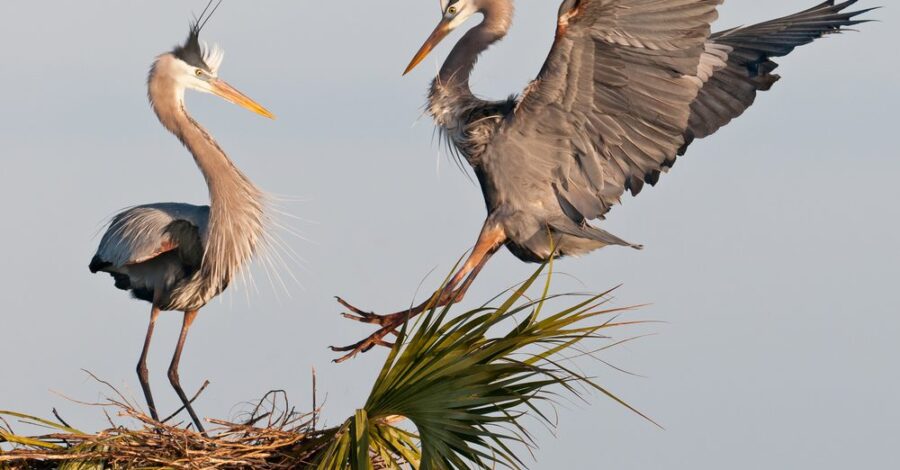 Nature Knows: Trust and Faith