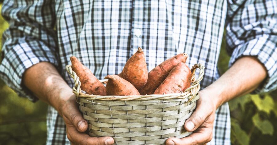 Sweet Potato: How Sweet It Is!