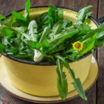 Spring Cooking: Dandelion Two Ways