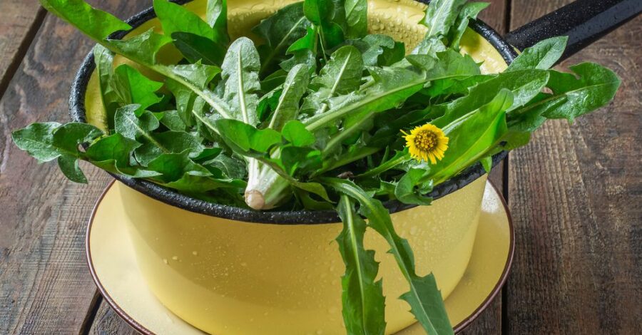 Spring Cooking: Dandelion Two Ways