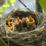 Nature Knows: Life Lessons From the Birds
