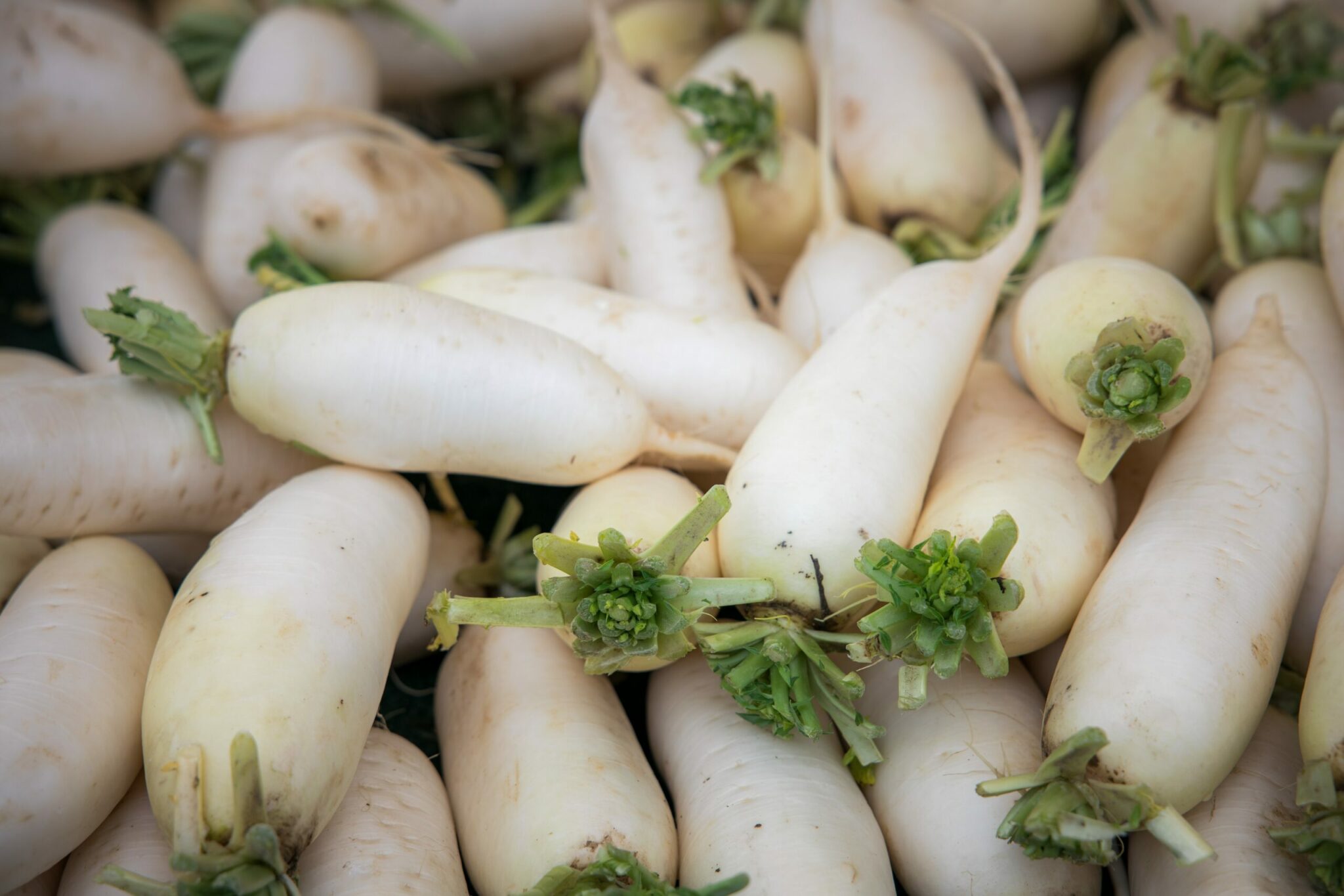 Daikon Radish: A Healing Superfood - TCM World