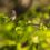 Spring Equinox: The Season of Renewal