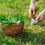 Dandelion Greens—Healing Helper or Wild Weed?