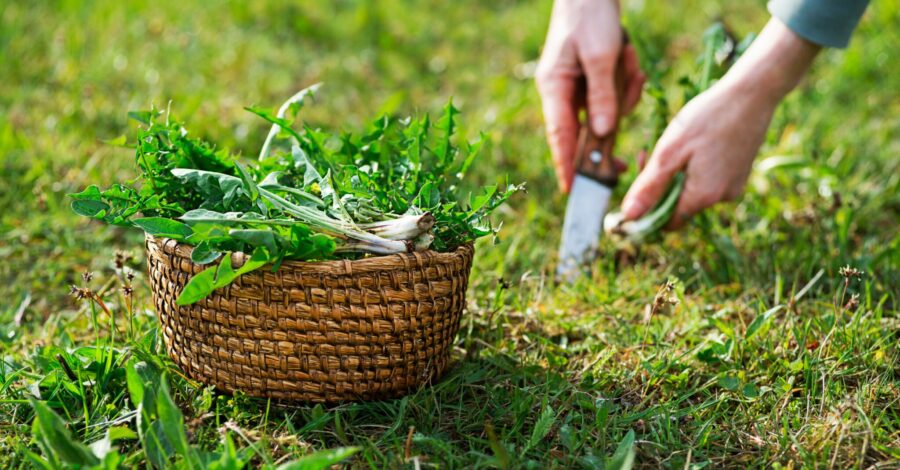 Dandelion Greens—Healing Helper or Wild Weed?