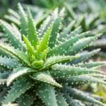 Aloe Vera: A Lesson in Self-Healing