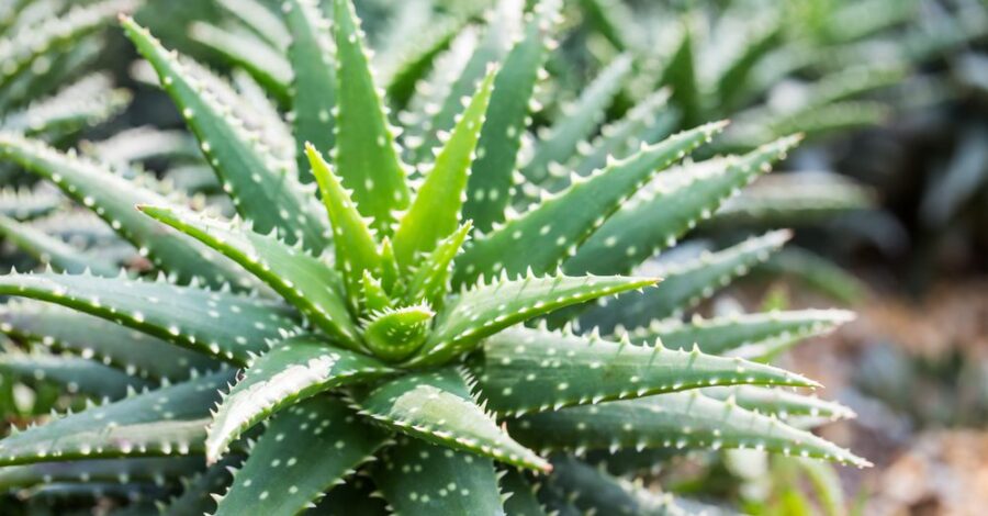 Aloe Vera: A Lesson in Self-Healing