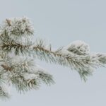 Winter Tips For Spring Rebirth
