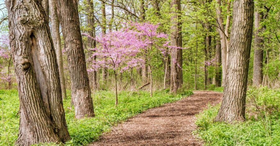 Follow Nature: How Seasonal Qi Affects You