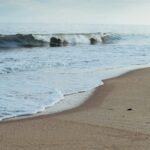 Organ Communication: What’s the Connection?