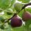 Foods and Their Healing Messages