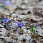 The Promise of Spring