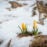 How Spring’s Arrival Affects the Liver