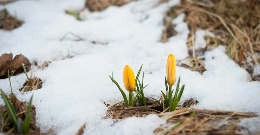 How Spring’s Arrival Affects the Liver