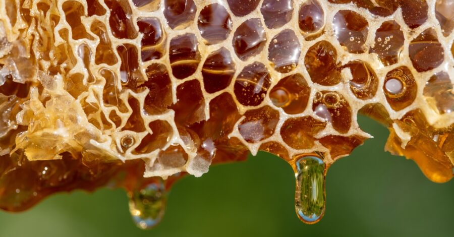 The Healing Power of Honey