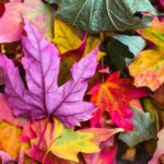 Building Up the Lung In Fall