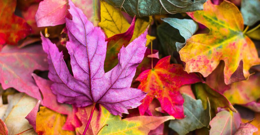 Building Up the Lung In Fall