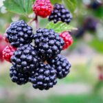 Essence of Summer: Food’s Healing Messages