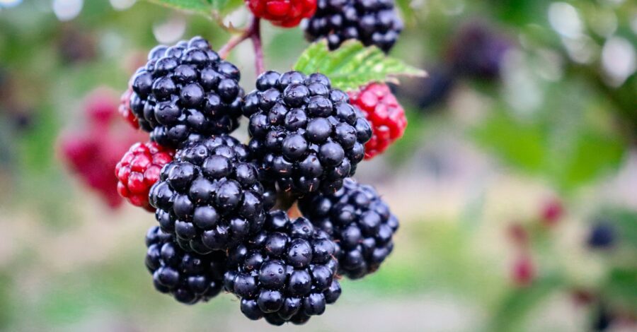 Essence of Summer: Food’s Healing Messages