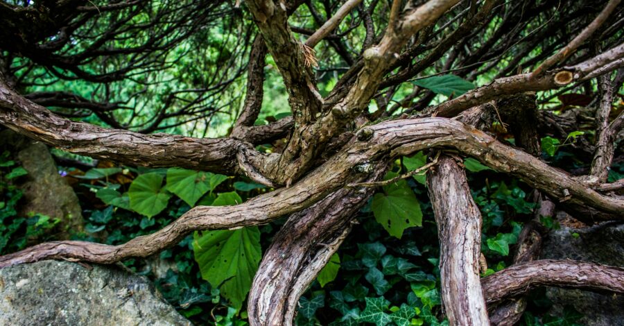 Your Power Center to Digestion